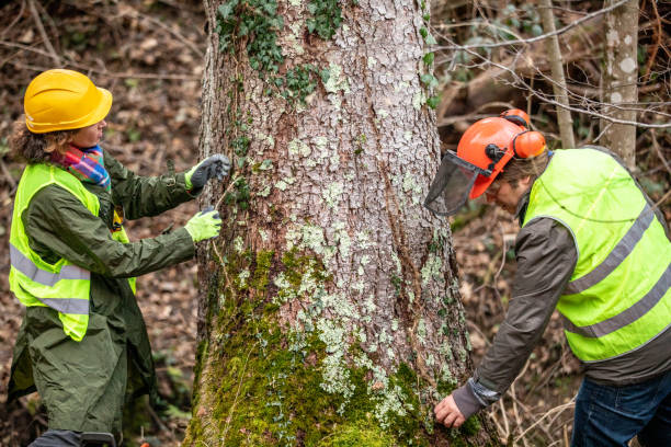 Best Tree Mulching  in Dagsboro, DE