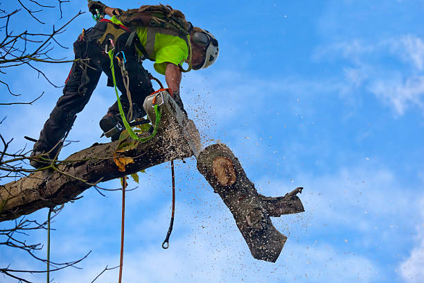 Best Stump Grinding and Removal  in Dagsboro, DE